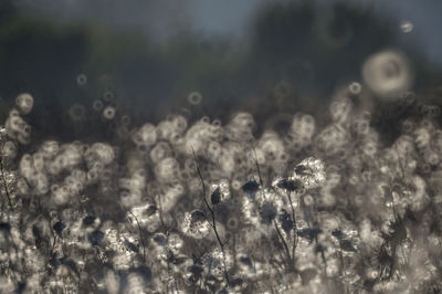 Defocused image of plants in water