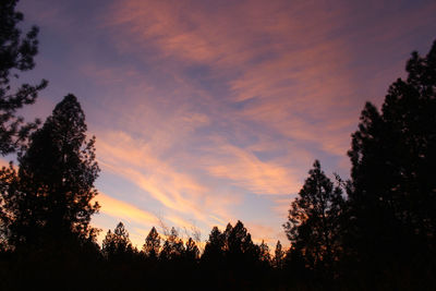 Silhouette pine trees against sky during sunset