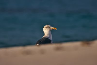 Head shot of seagull on beach