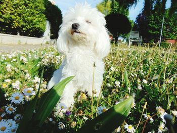 Close-up of white dog