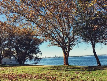 Tree by sea against sky