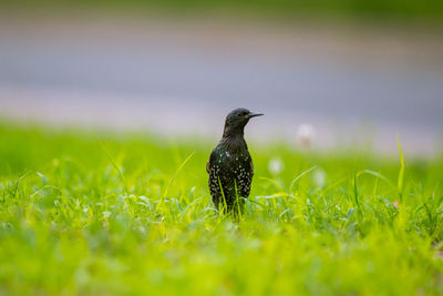 Close-up of a bird perching on grass