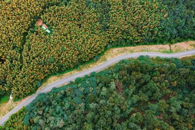 High angle view of berries on land