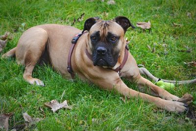 Portrait of dog on grass