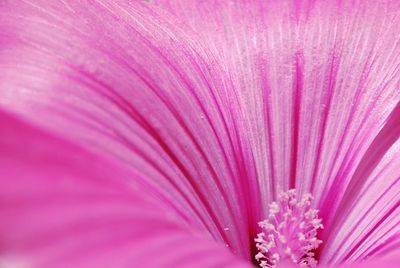 Close-up of pink flower