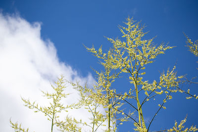 Low angle view of flowering plant against blue sky