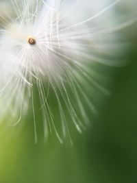 Close-up of flower