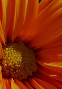 Macro shot of yellow flower