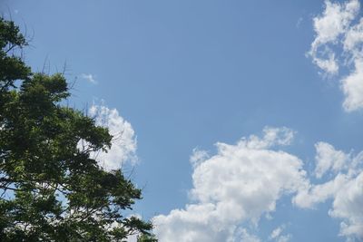 Low angle view of trees against blue sky