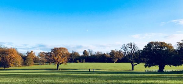 Trees in park