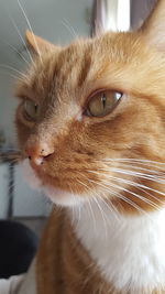 Close-up of cat looking away