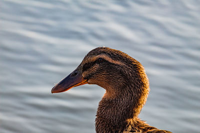 Close-up of a duck swimming in lake