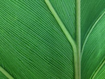 Full frame shot of palm leaves