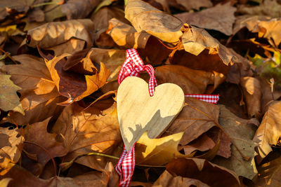 High angle view of maple leaves on field