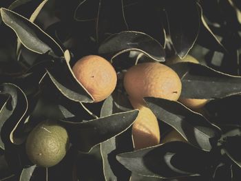 Close-up of fruits