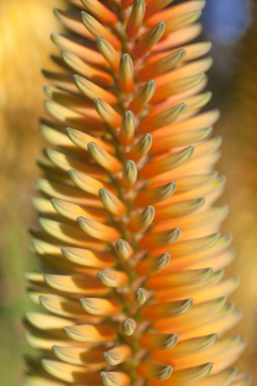 CLOSE-UP OF CACTUS PLANT