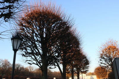 Low angle view of trees against sky