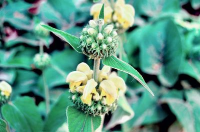 Close-up of yellow flowering plant