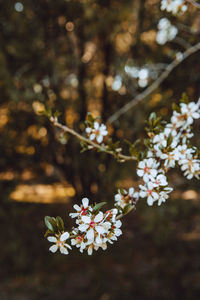 Close-up of white cherry blossoms in spring