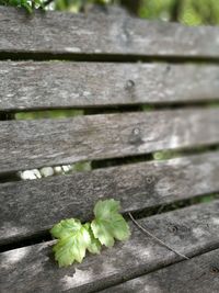 Close-up of plant growing on wood