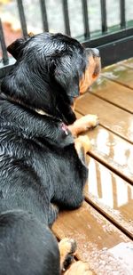 Close-up of a dog looking away