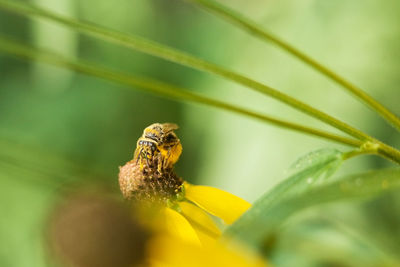 Close-up of insect on plant