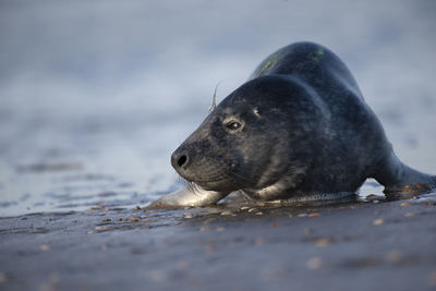 Close-up of seal on beach