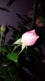 Close-up of pink flower at night