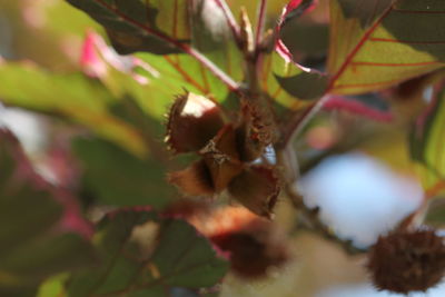 Close-up of fresh leaves on plant