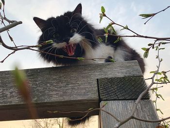 Low angle view of cat on a fence