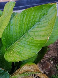 Close-up of wet plant leaves