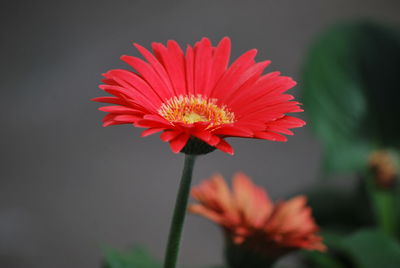 Close-up of flower blooming outdoors