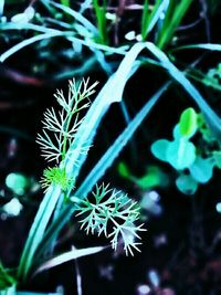 Close-up of plant