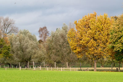 Trees on field against sky during autumn