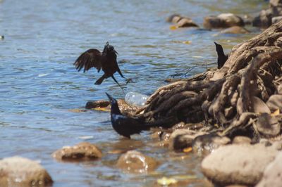 Ducks in a lake