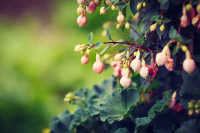 Bush group of small pink fuchsia flowers with green leaves, selective focus