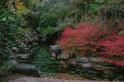 View of flowering plants in park