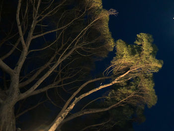 Low angle view of bare tree against sky at night