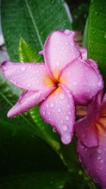 Close-up of water drops on pink flower