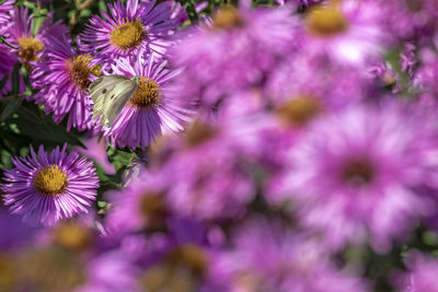 Close-up of pink flowering plants and white butterfly