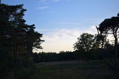 Trees on field against sky