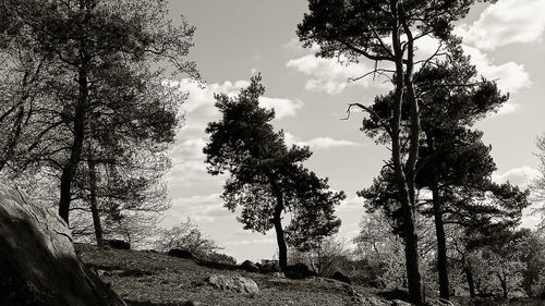 Low angle view of trees against sky