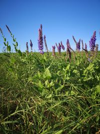 Low angle view of plants on field against clear sky
