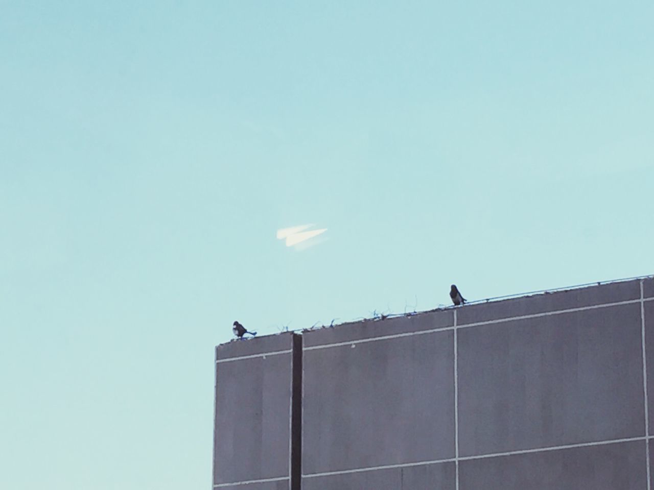 bird, low angle view, animal themes, animals in the wild, flying, architecture, built structure, building exterior, wildlife, clear sky, copy space, one animal, spread wings, sky, mid-air, blue, perching, building, silhouette, outdoors