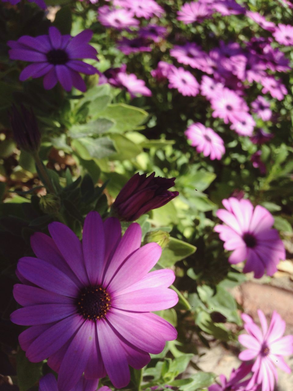 flower, freshness, fragility, beauty in nature, purple, nature, petal, flower head, plant, growth, blooming, no people, pollen, close-up, outdoors, day, osteospermum