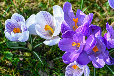 Close-up of purple crocus flowers