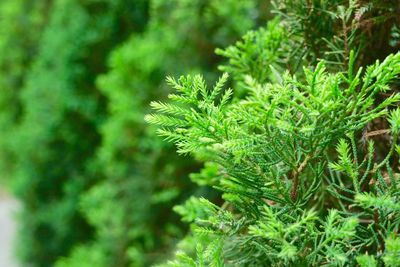 Close-up of tree branch