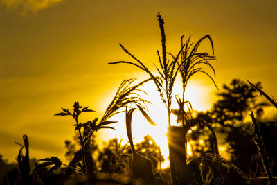 Close-up of silhouette plants on field against sunset sky