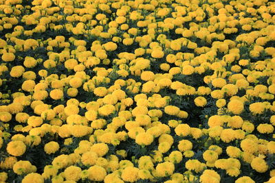 Full frame shot of yellow flowering plants on field