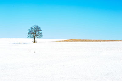 Tree on field against clear blue sky